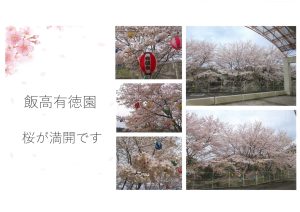 桜が満開です～飯高有徳園～
